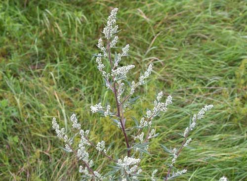 artemisia vulgaris, μοξοθεραπεία